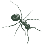 Ant_Green