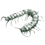 Centipede_Green