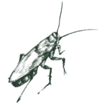 Roach_Green