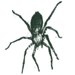 Spider_Green