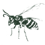 Wasp_Green-1